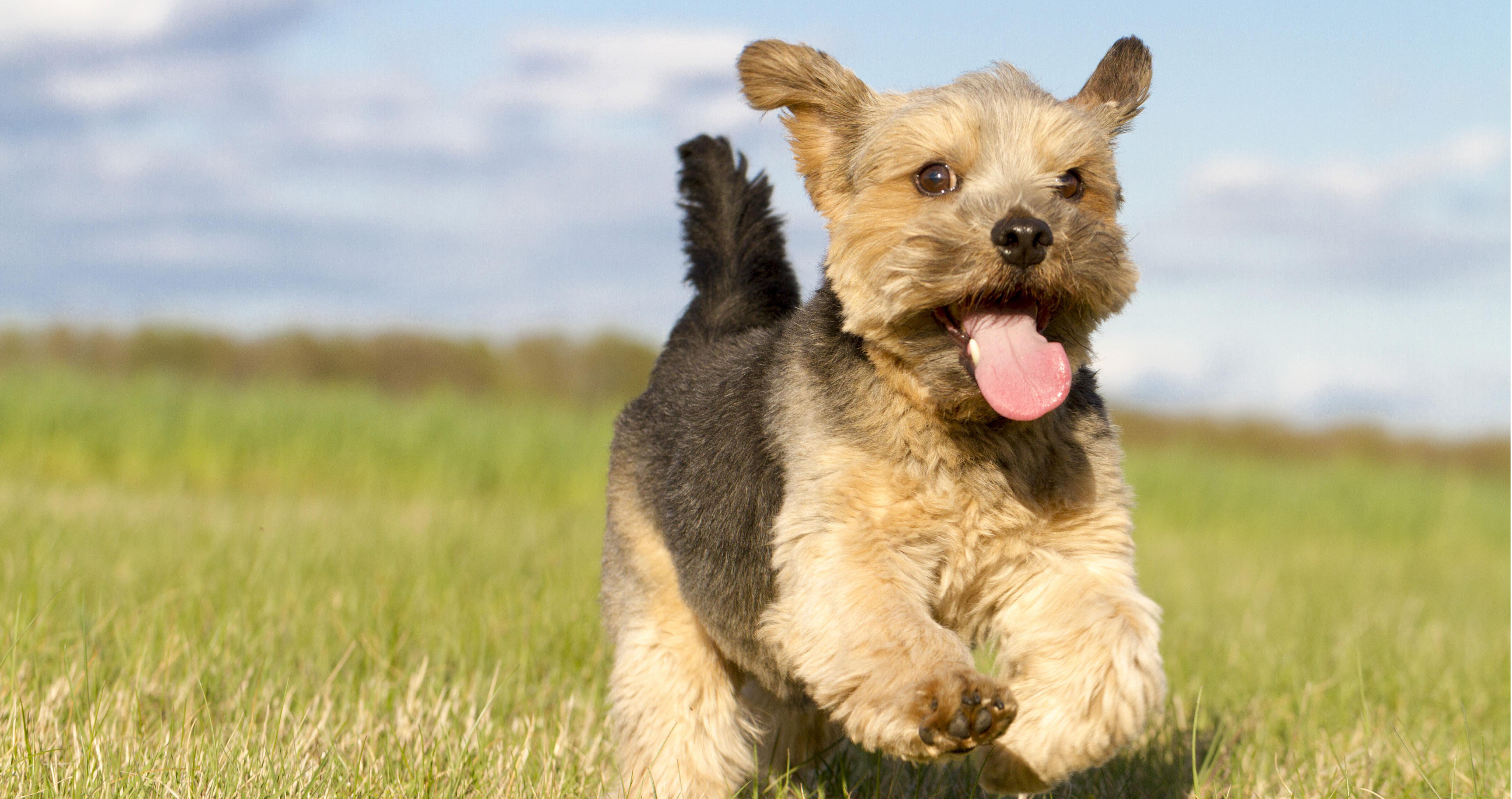 dog