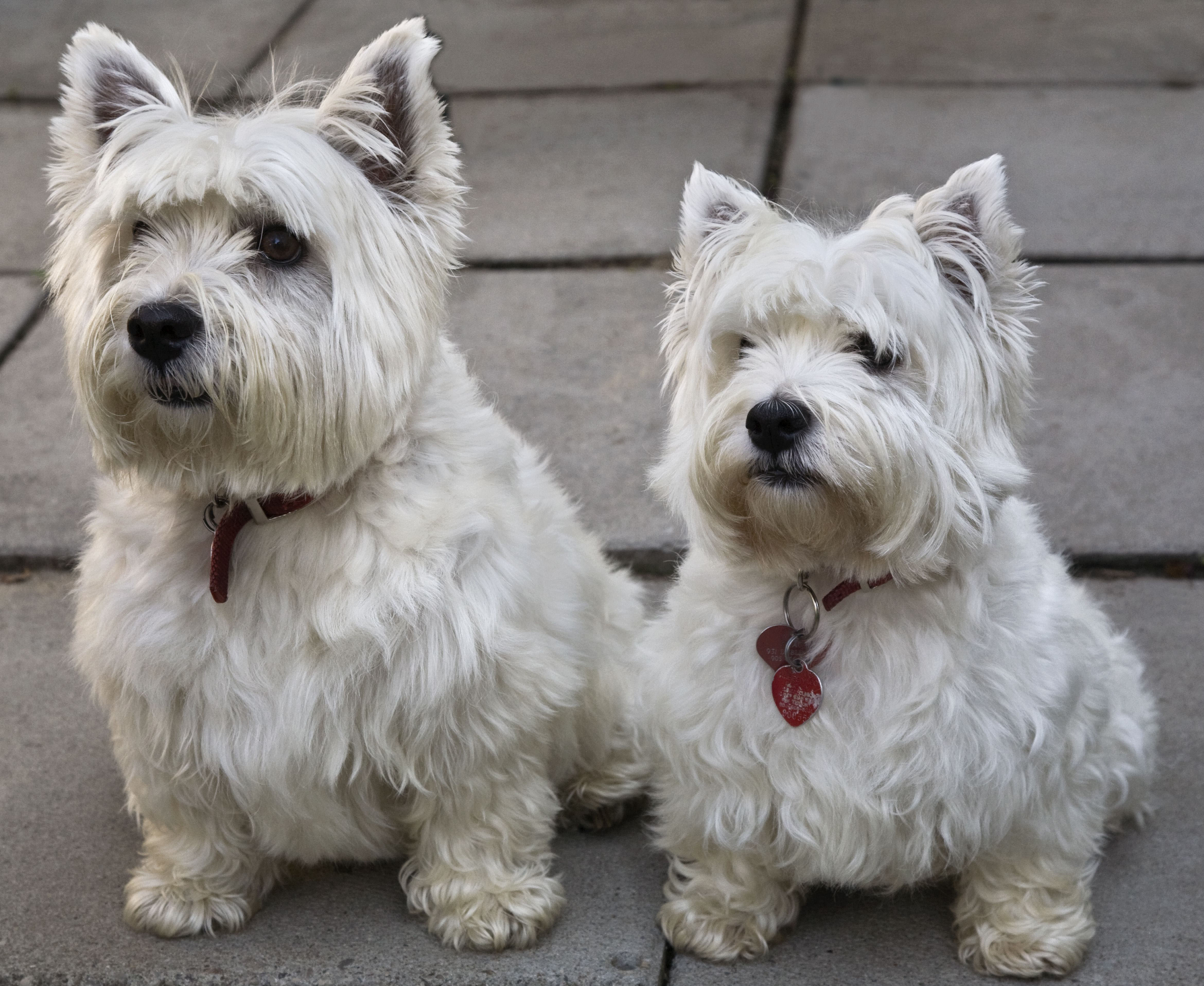 Westies