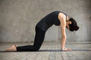 Cat stretch yoga pose