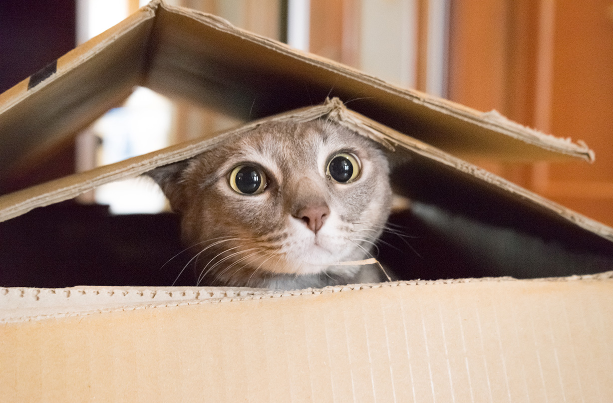 cat personality traits linked owner