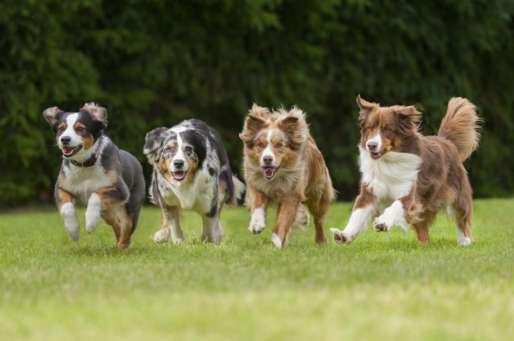 dog names