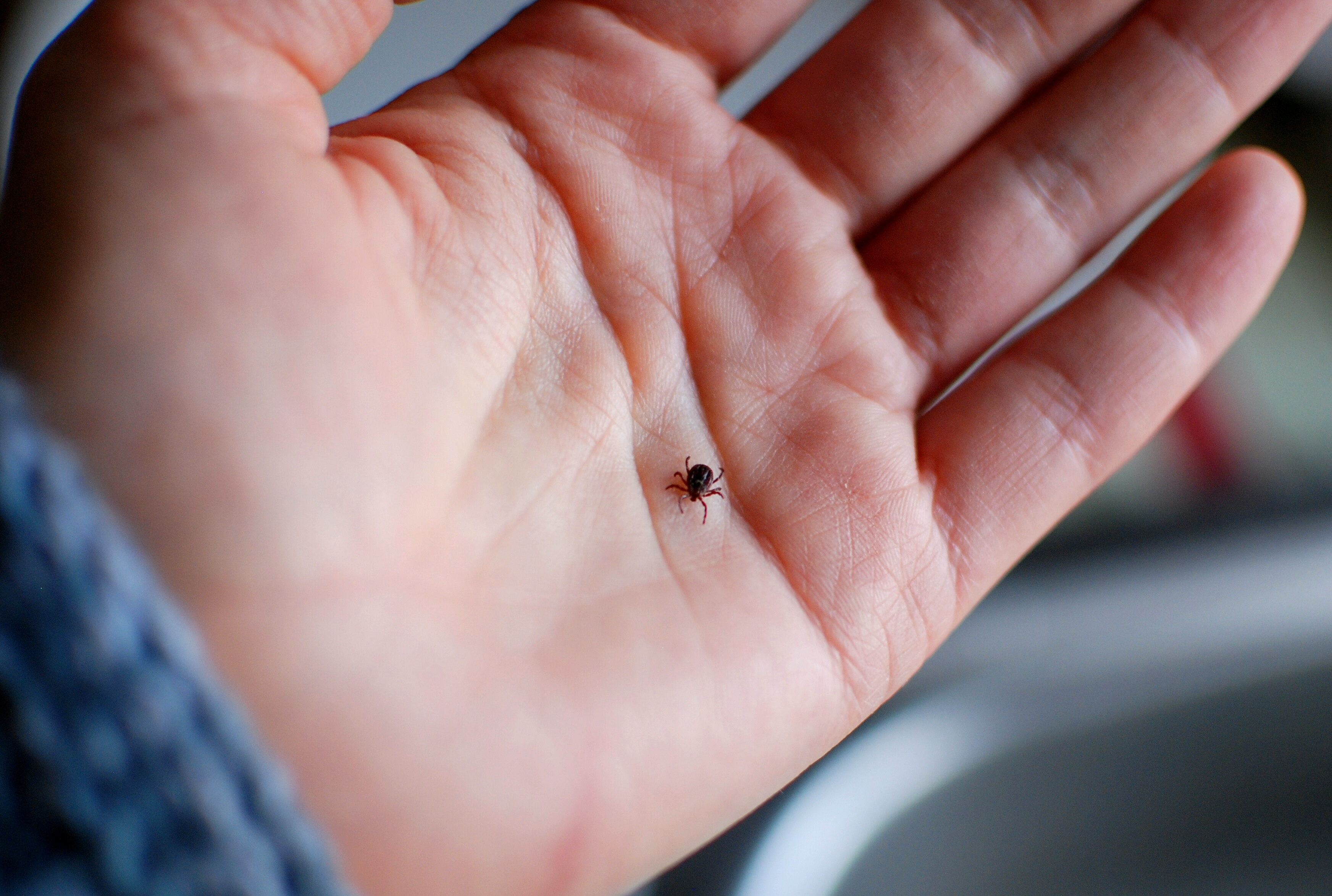 Tick