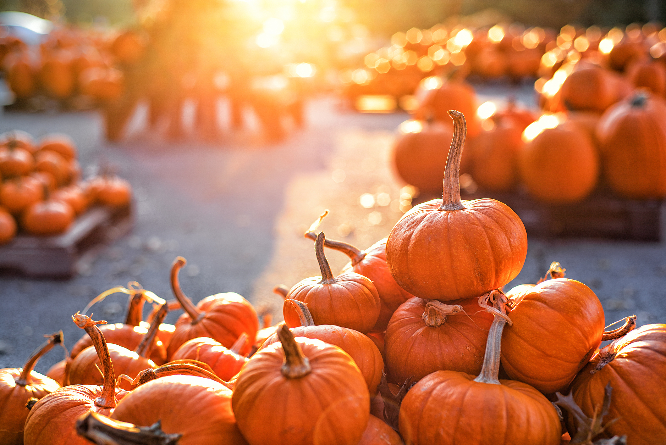 pumpkin picking