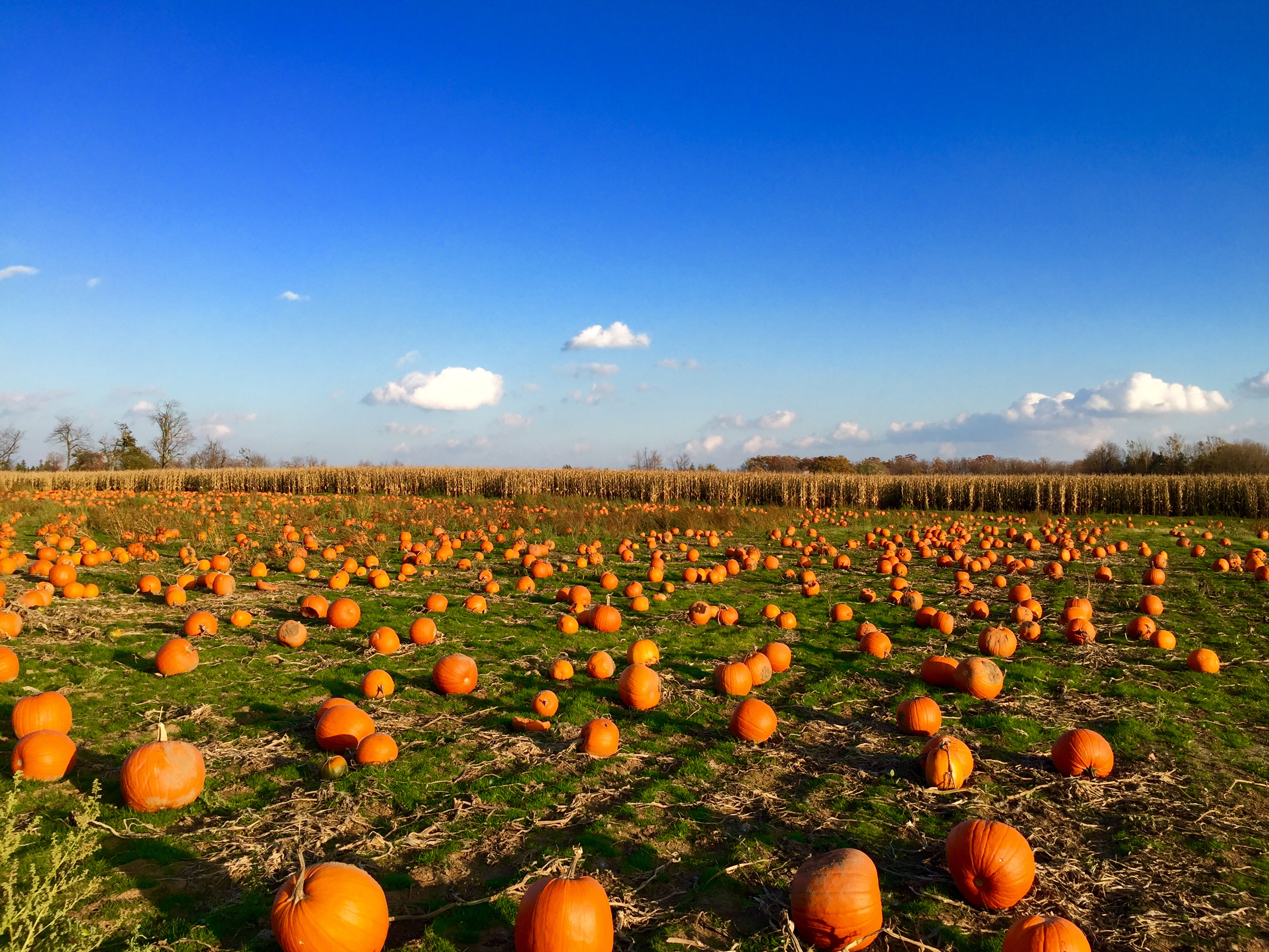 pumpkin picking