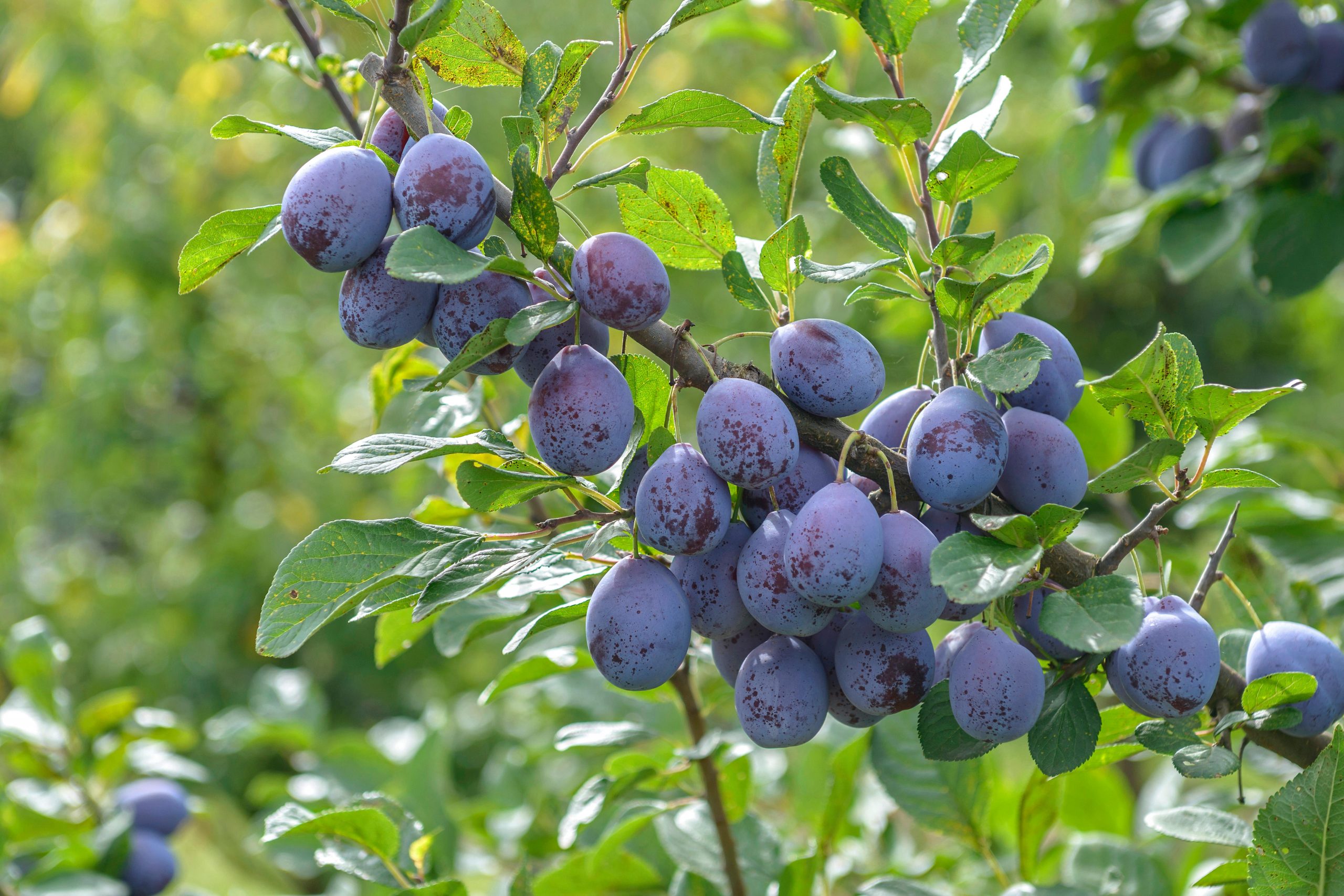 The best fruit trees for small gardens