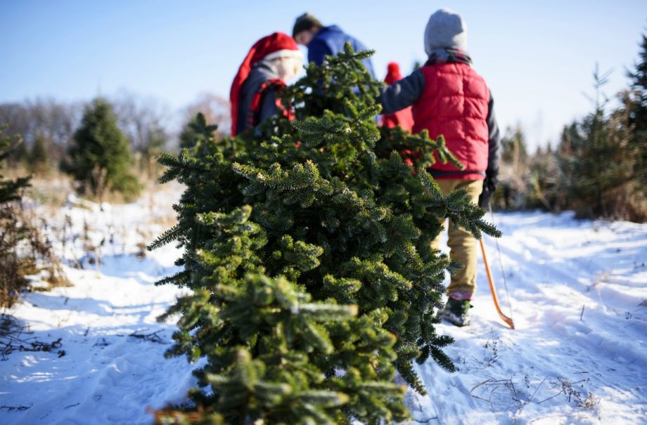 Best Christmas tree farm locations in the UK ahead of Christmas