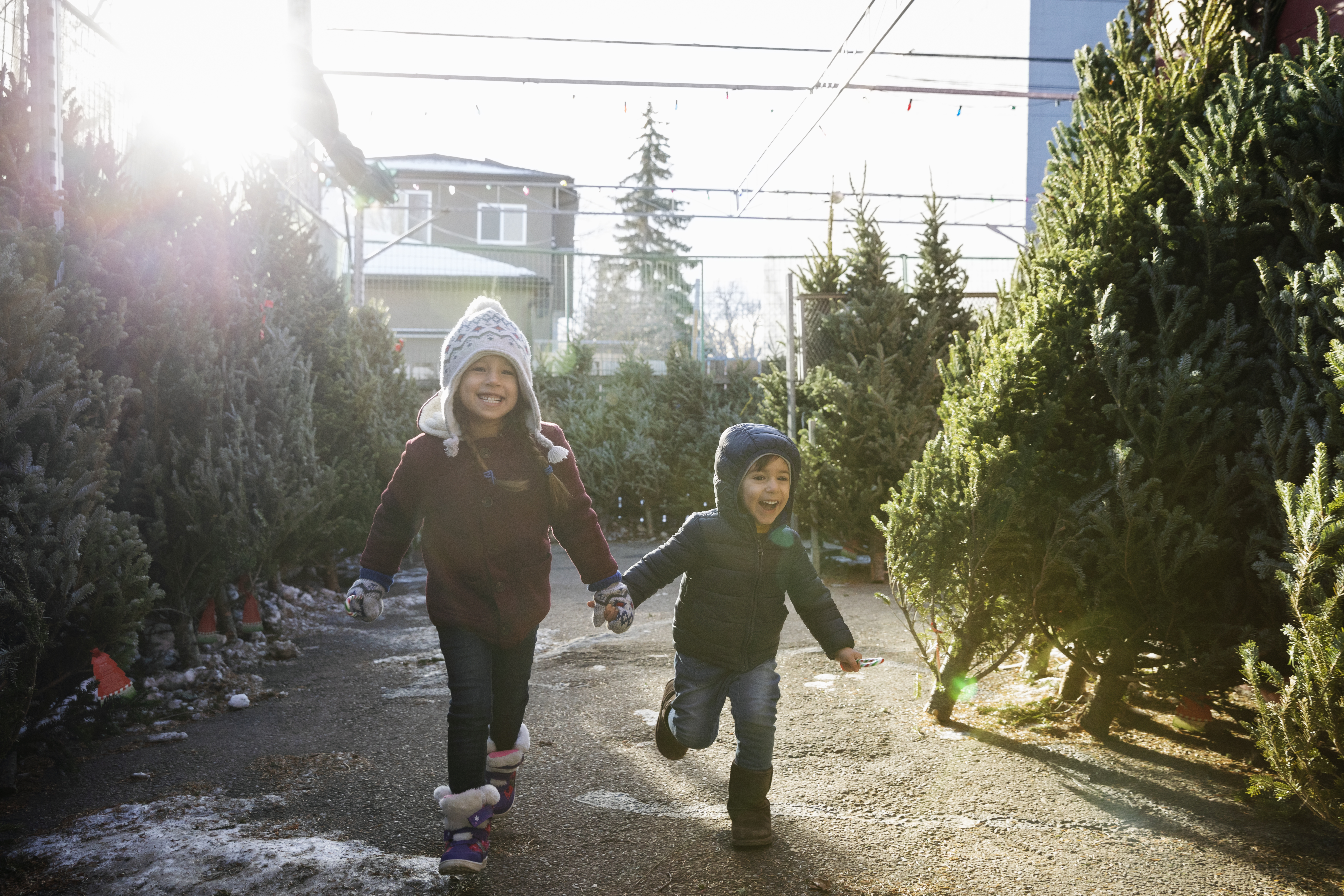 Christmas tree farms