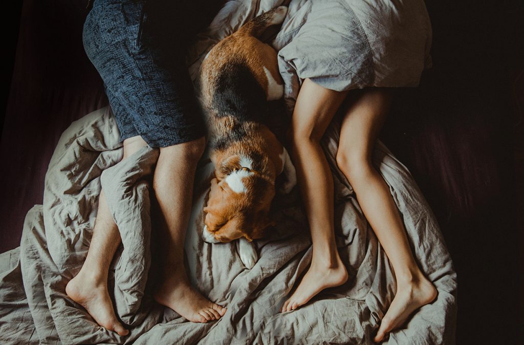pet sleeping positions meanings