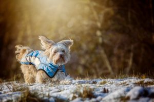winter grit