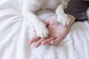 Why does my dog do that?