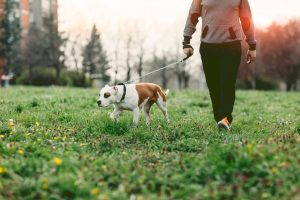 How to help your obese dog lose weight