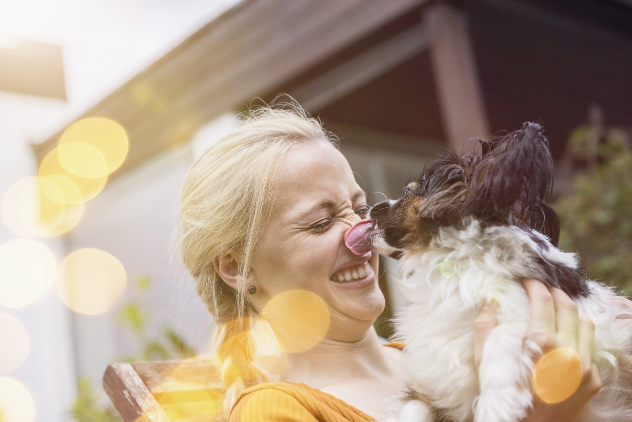 dog is licking everything and eating grass