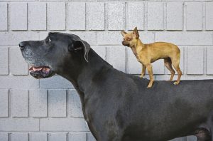How to help your obese dog lose weight