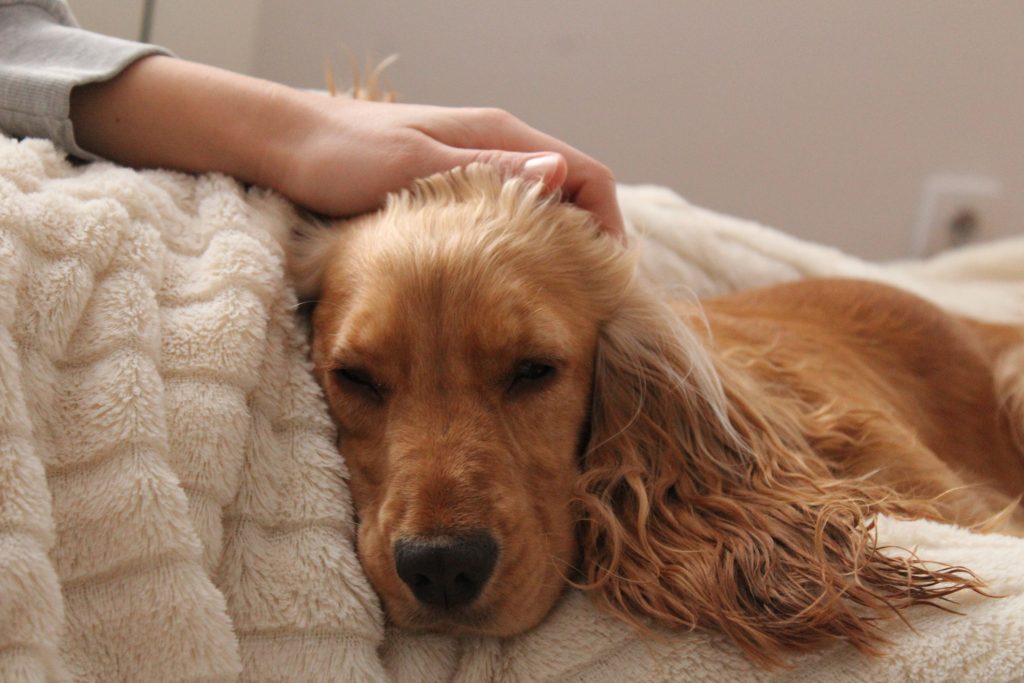 pets sleeping