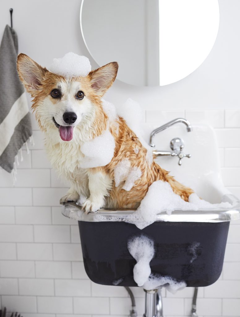 weird pet behaviours mercury retrograde