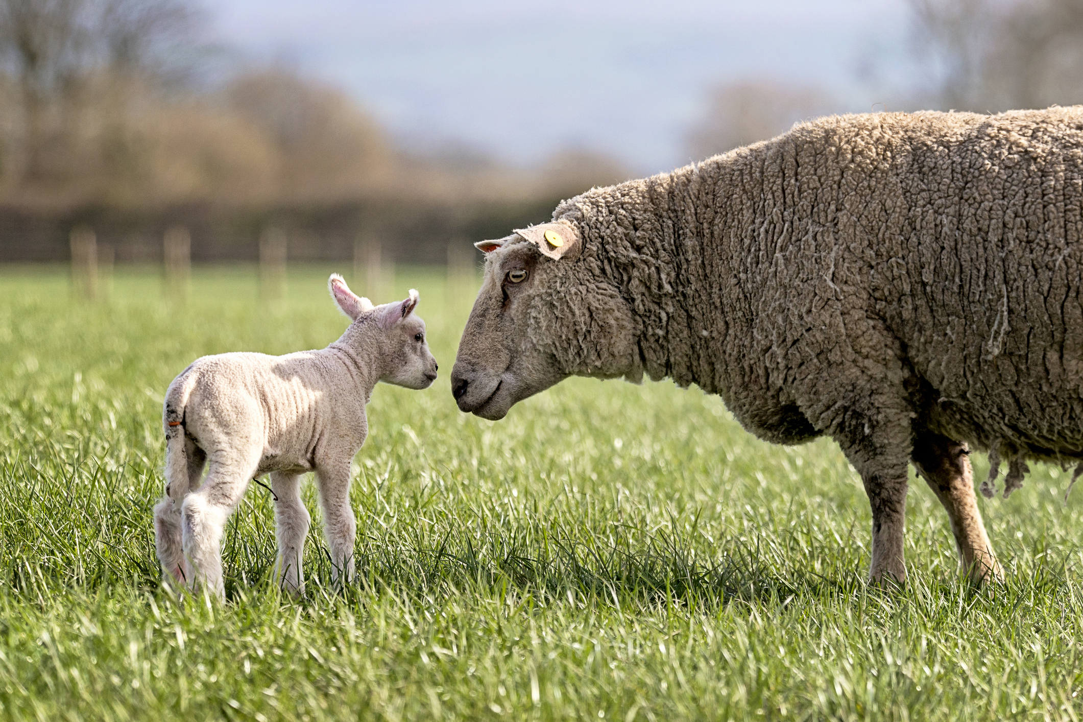 A Ewe And Her Lamb In An English Field