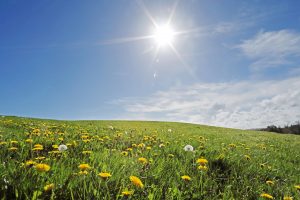 sunshine over a field of grass and flowers
