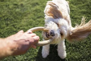 how to stop pet putting on weight: tug of war