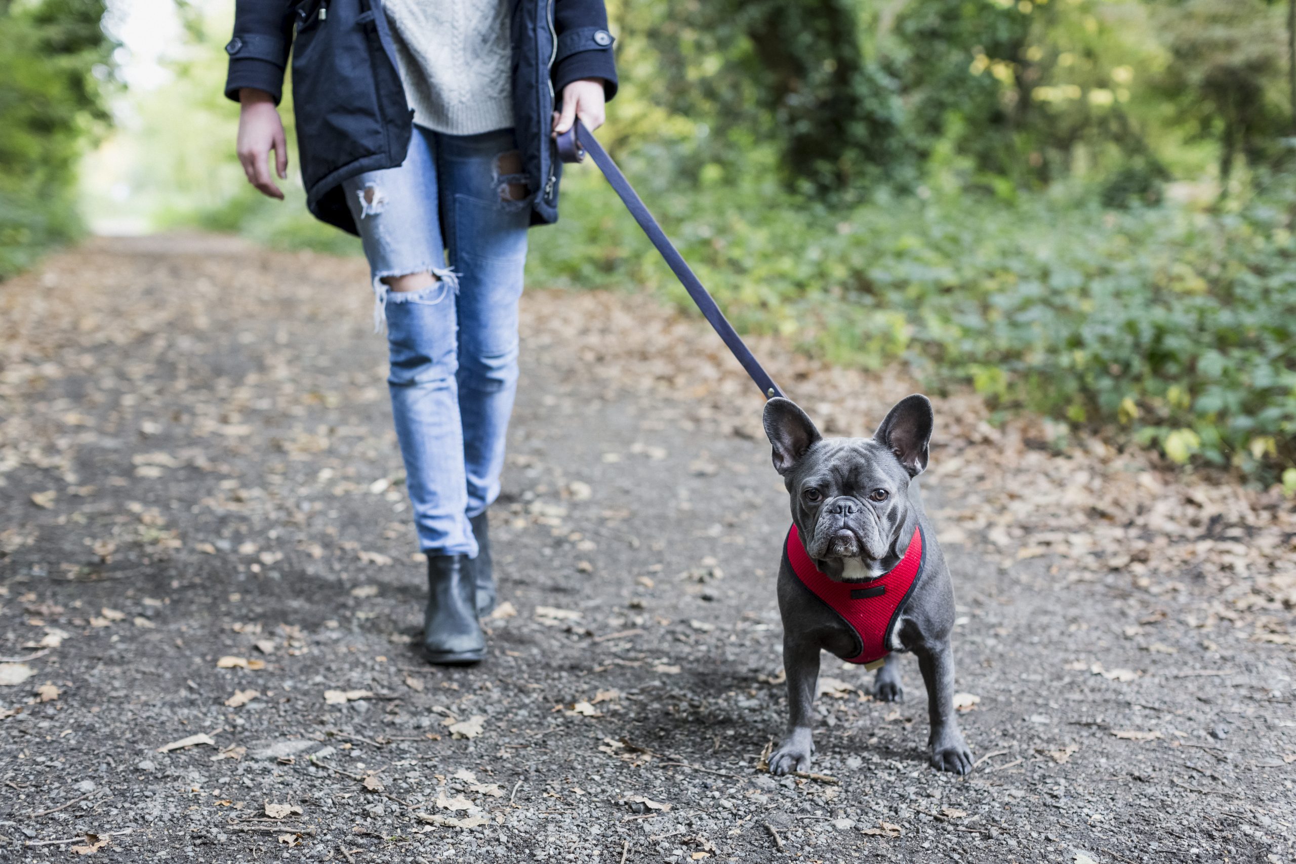 Can pets get coronavirus?