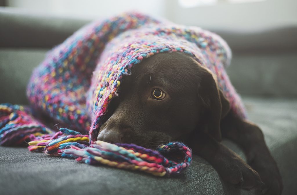 dog owner warning attention self isolation