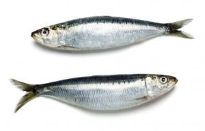 Two sardines