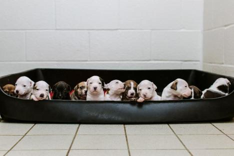 staffy puppies for rehoming