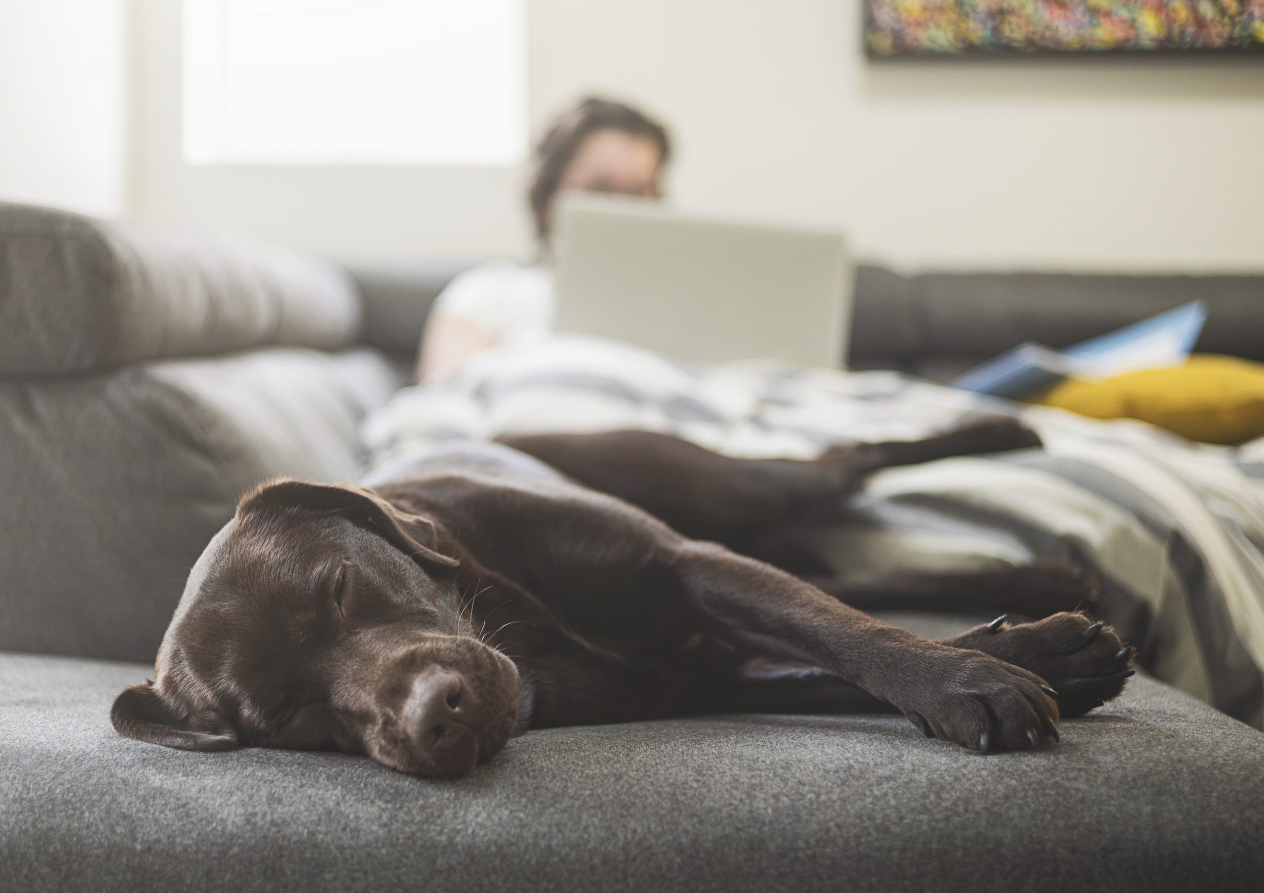 dogs, lockdown, pet