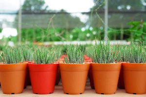 Boost your wellbeing with house plants