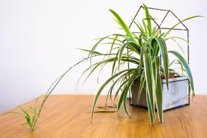 Boost your wellbeing with house plants