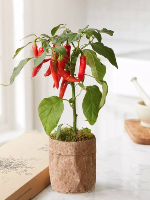 Father's Day gifts you can buy online