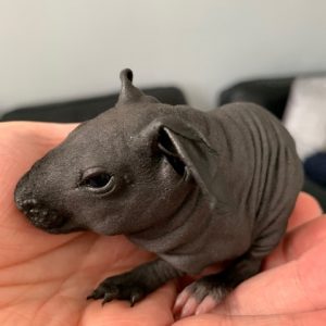 RSPCA Appeal: Would you give an ‘ugly pet’ a forever home?