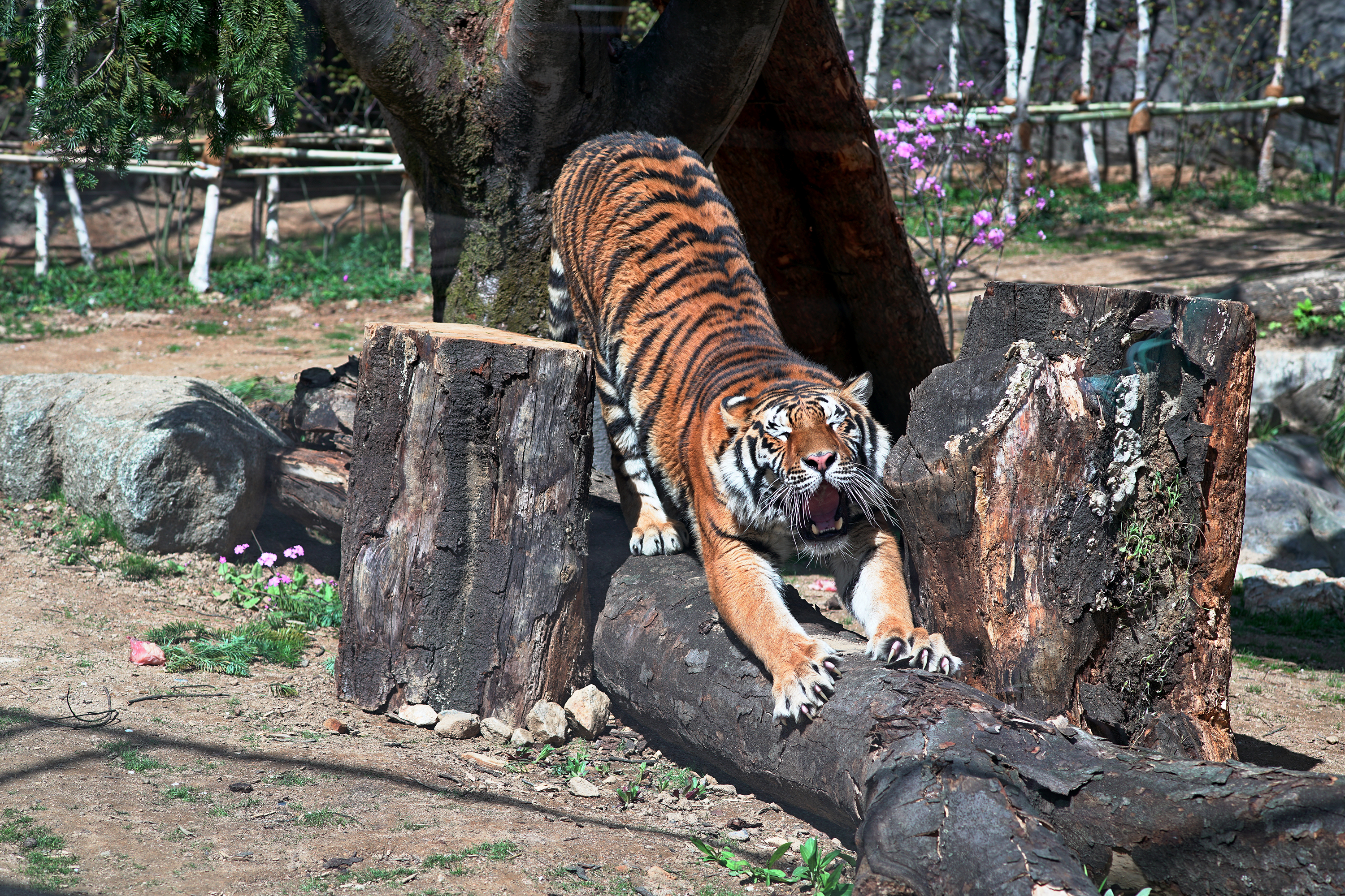 which zoos are open