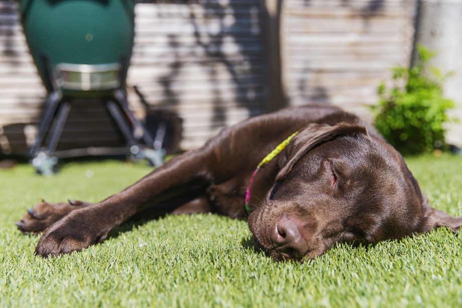 Lidl’s shaded sun lounger for pets is musthave garden accessory for