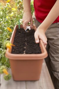 Best plants to grow with kids