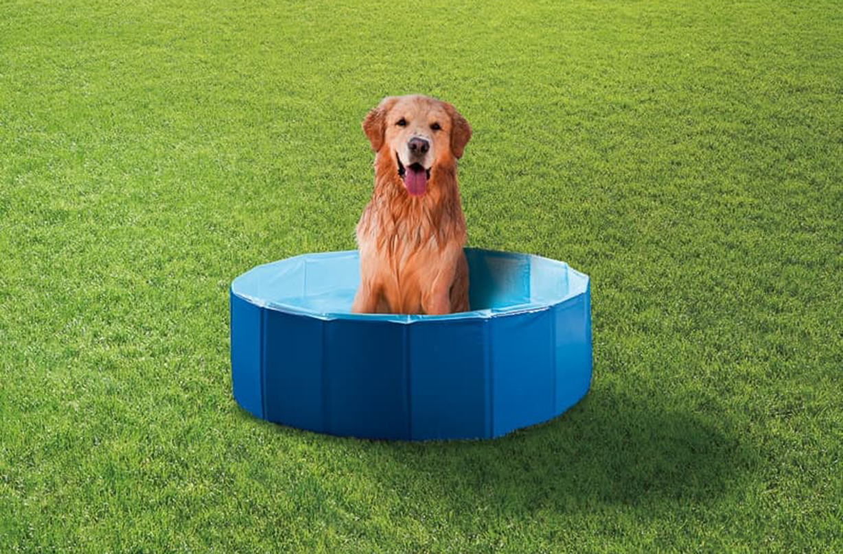 B&M is selling a paddling pool for dogs to keep cool in summer