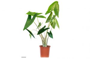 morrisons house plants