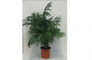 morrisons house plants