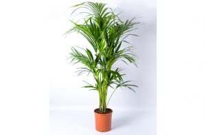 morrisons house plants