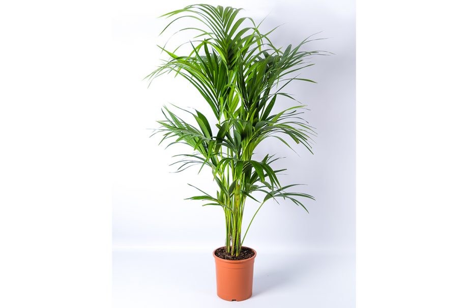 Morrisons launches house plant range and it starts from just £10