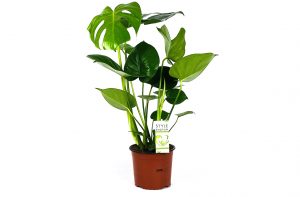 morrisons house plants