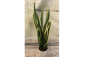 morrisons house plants