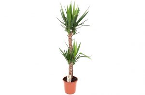 morrisons house plants