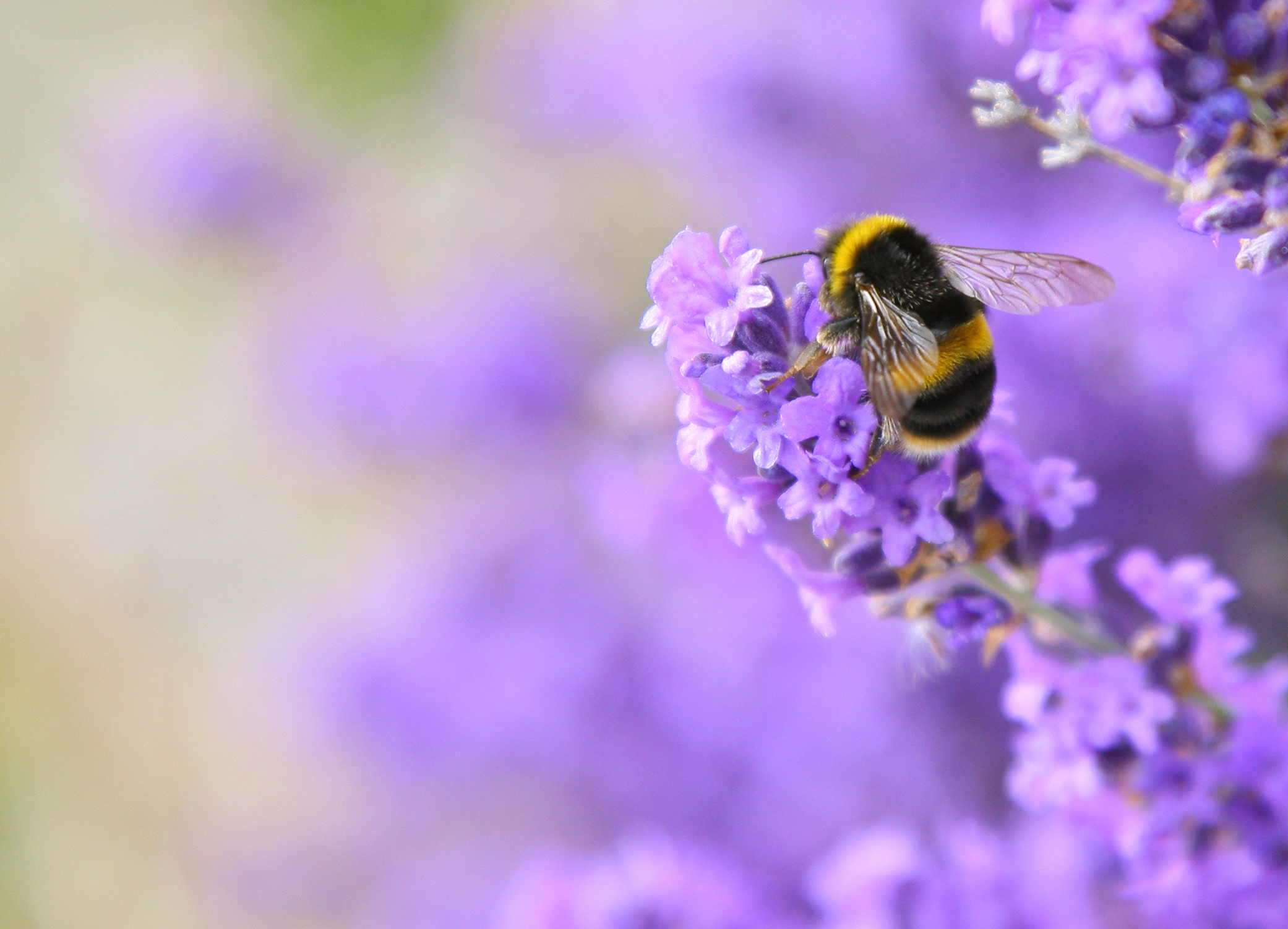 How to attract bees and butterflies into your garden GoodtoKnow