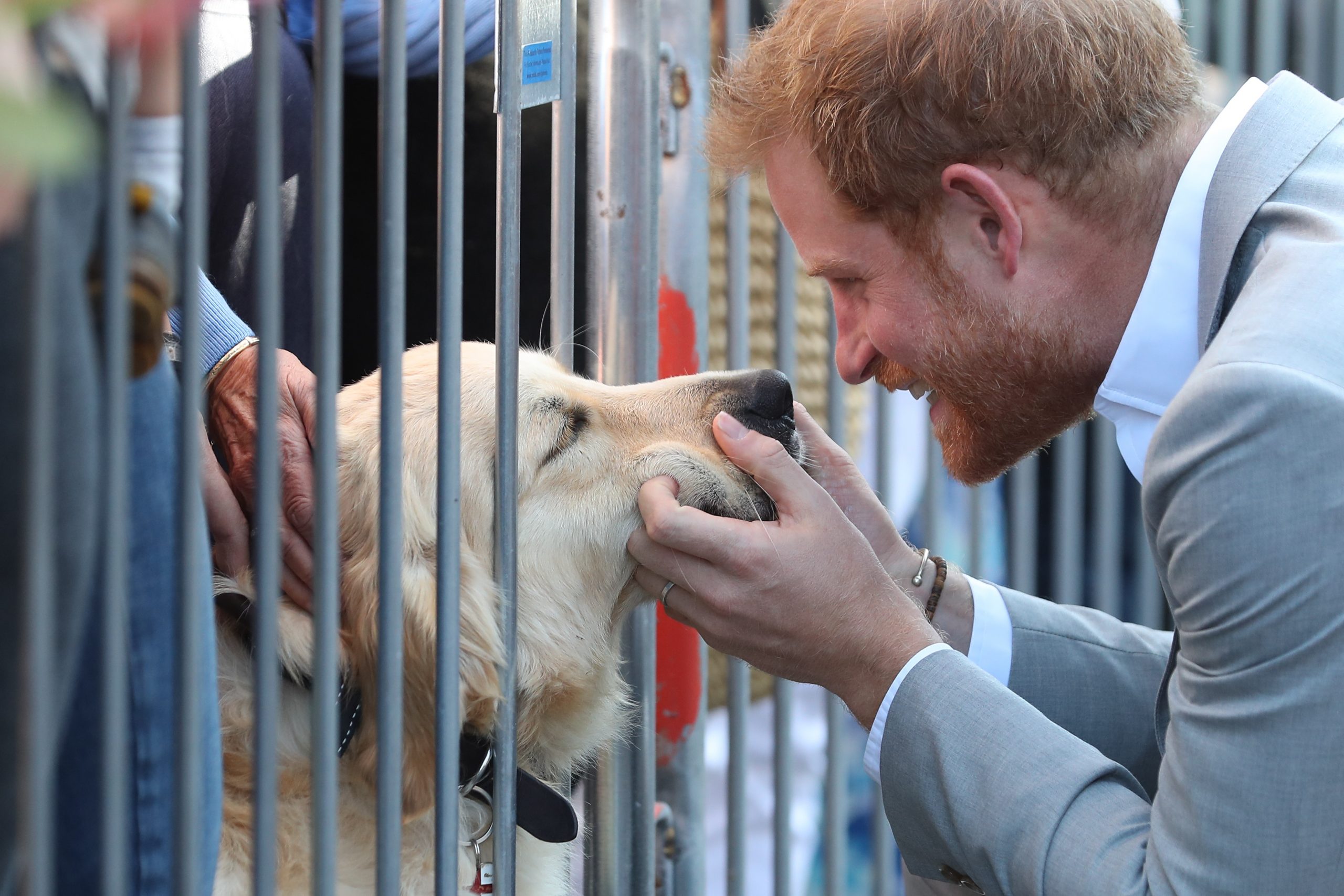 Prince Harry Meghan Markle dog