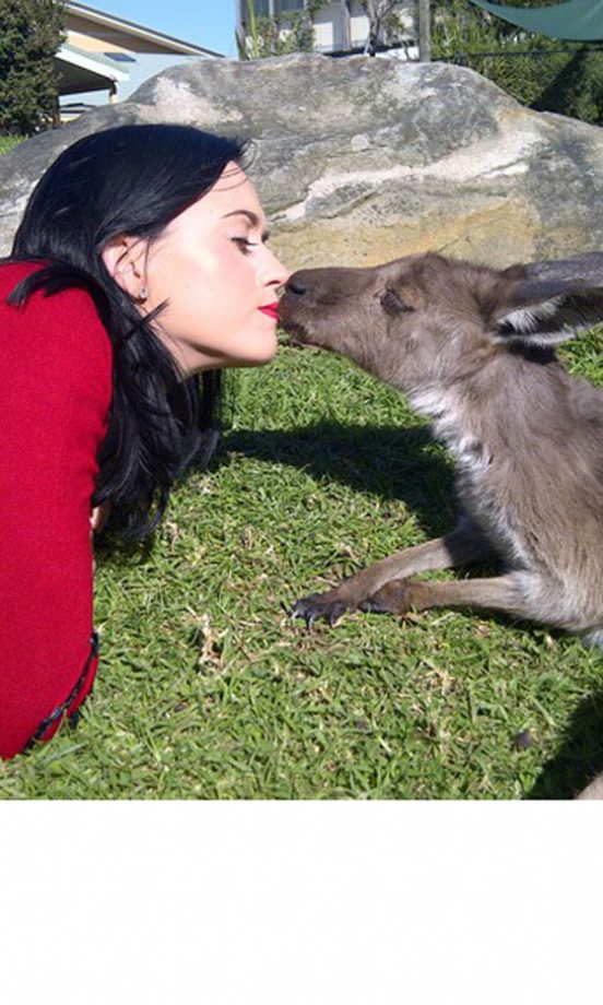 Katy Perry @katyperry Kissing A Kangaroo In Sydney, May 2011