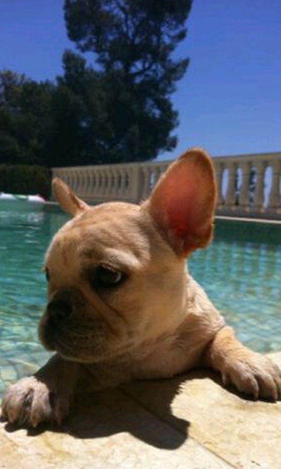 Victoria Beckham Posted This Twitter Picture Of Her Dog Scarlet In The Beckham's Pool
