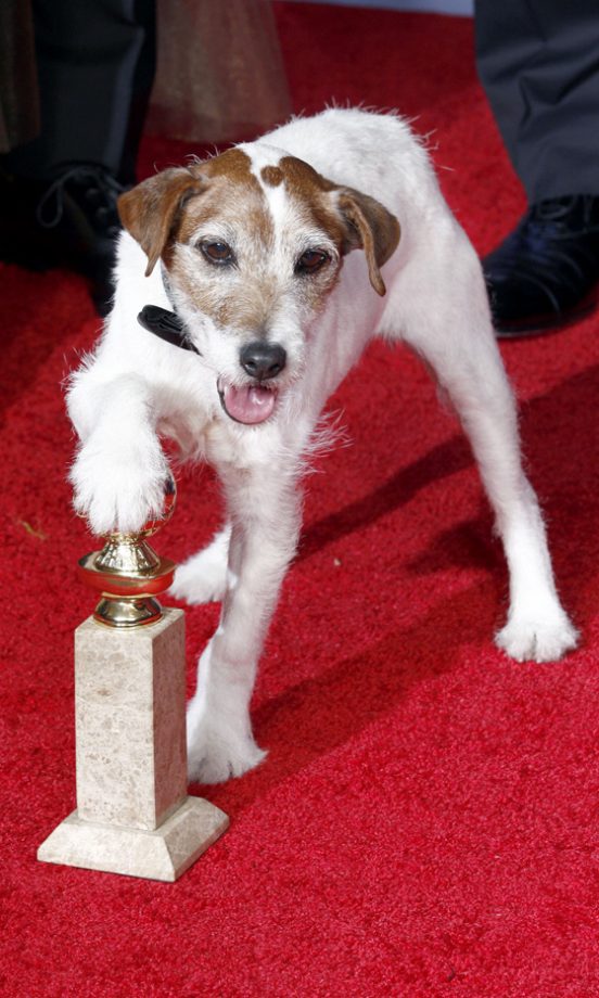 Uggie The Dog With The Best Comedy/Musical Award For The Artist At The Golden Globes 2012