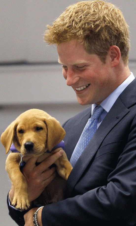 Prince Harry = Puppy Love