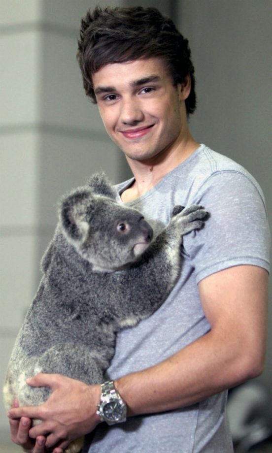 One Direction: Cutie With A Koala