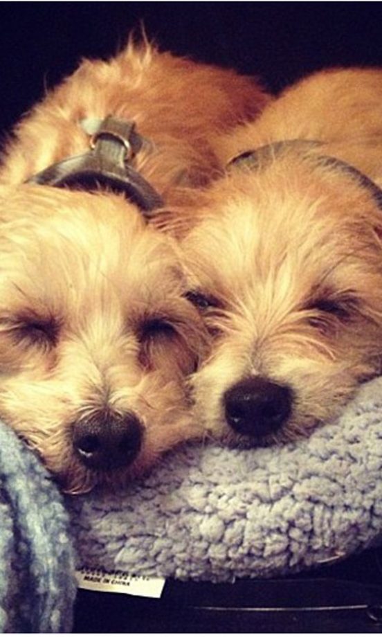 Zooey Deschanel's Terriers Zelda And Dot